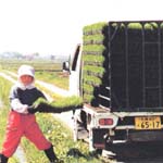 運搬棚から育苗箱を降ろす作業
